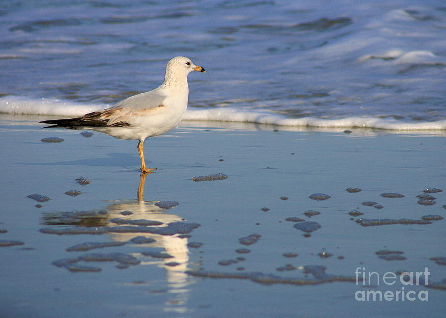 Seagull and Reflection in the Tide Photograph by Angela Rath
