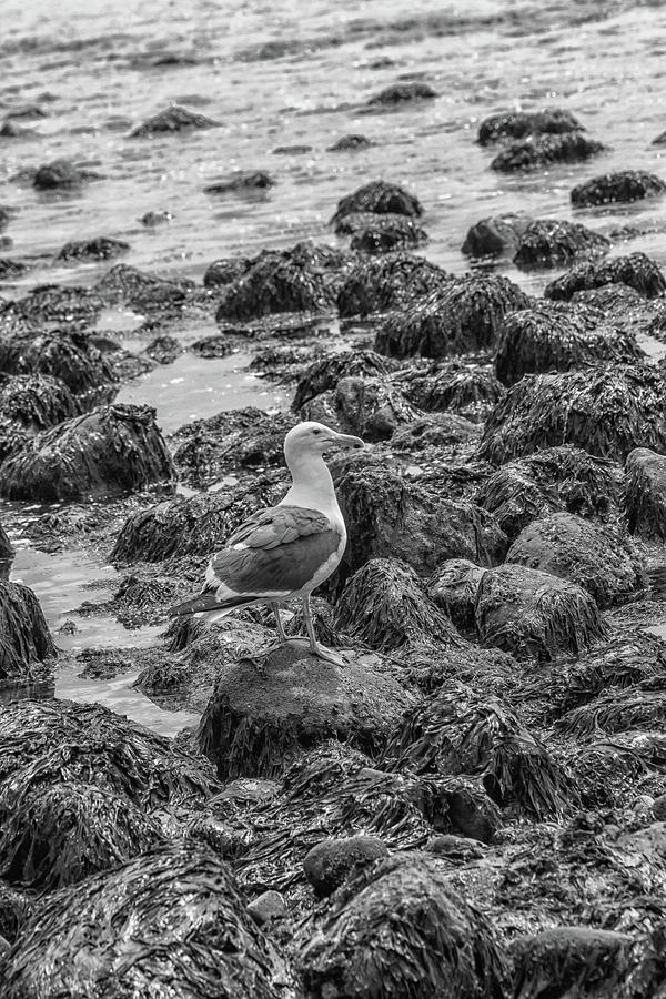 Seagull and Rocks BW Photograph by Robert Hebert