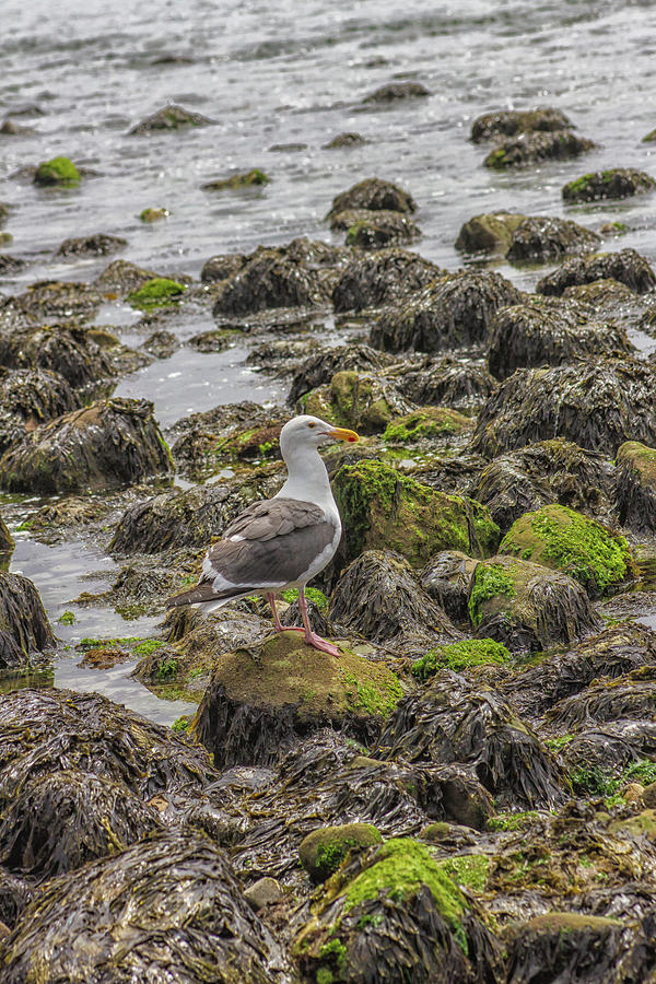 Seagull And Rocks Photograph