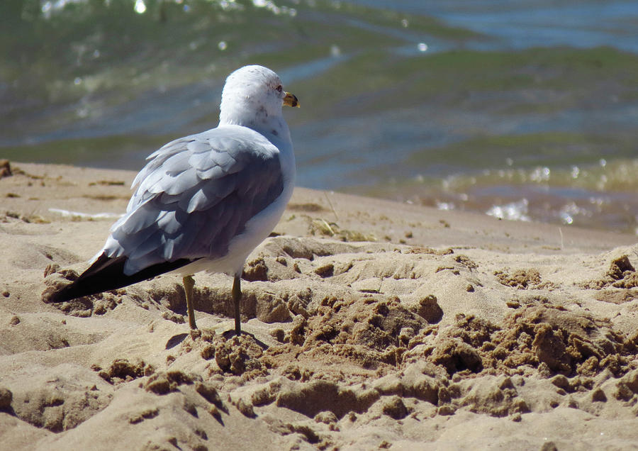 Seagull Photograph - Seagull and Sand by Samantha Wagner