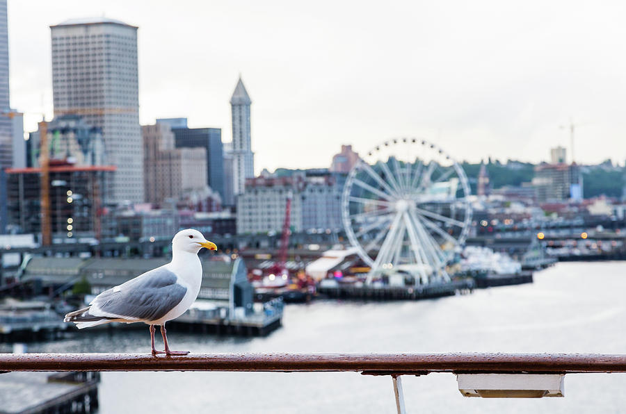 Seagull and Seattle Ferris Wheel Photograph by Darryl Brooks