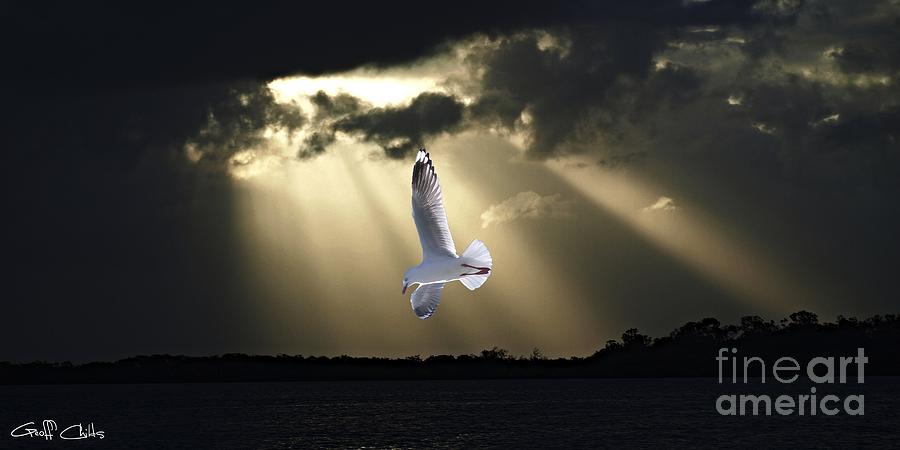 Seagull Photograph - Seagull and Sunbeams. Original Exclusive Photo Art. by Geoff Childs