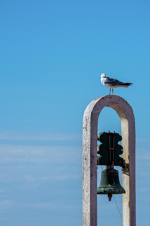 Seagull and the bell Photograph by Paulo Goncalves