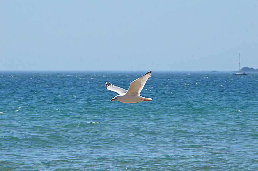 Seagull Photograph by Andy Thompson