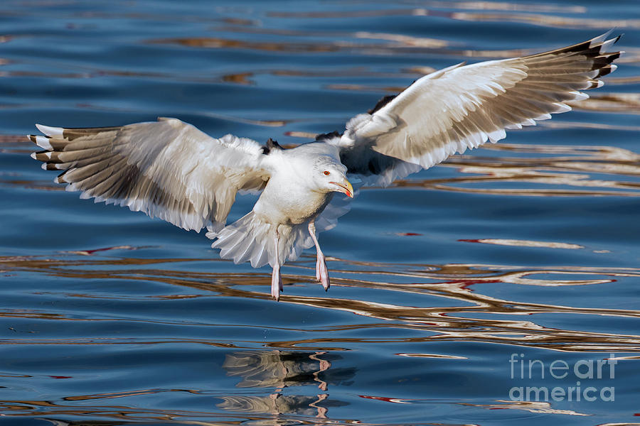 Seagull Photograph by Arterra Picture Library