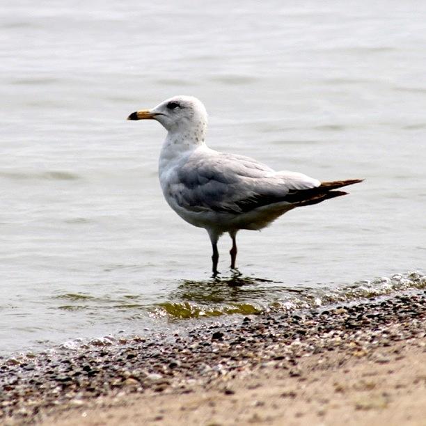 Seagull Photograph - Seagull at Durand by Justin Connor