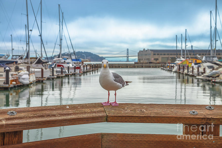 Seagull at Pier 39 Photograph by Benny Marty