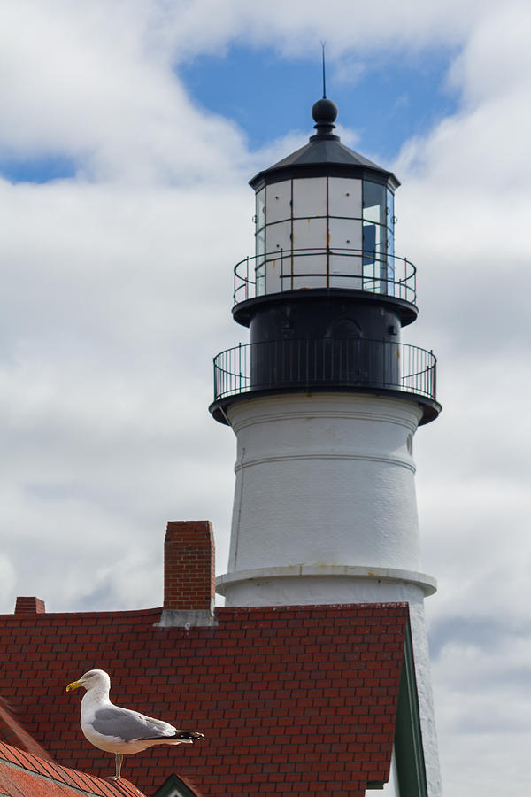 Seagull at Portland Head Light Photograph by Kirkodd Photography Of New England