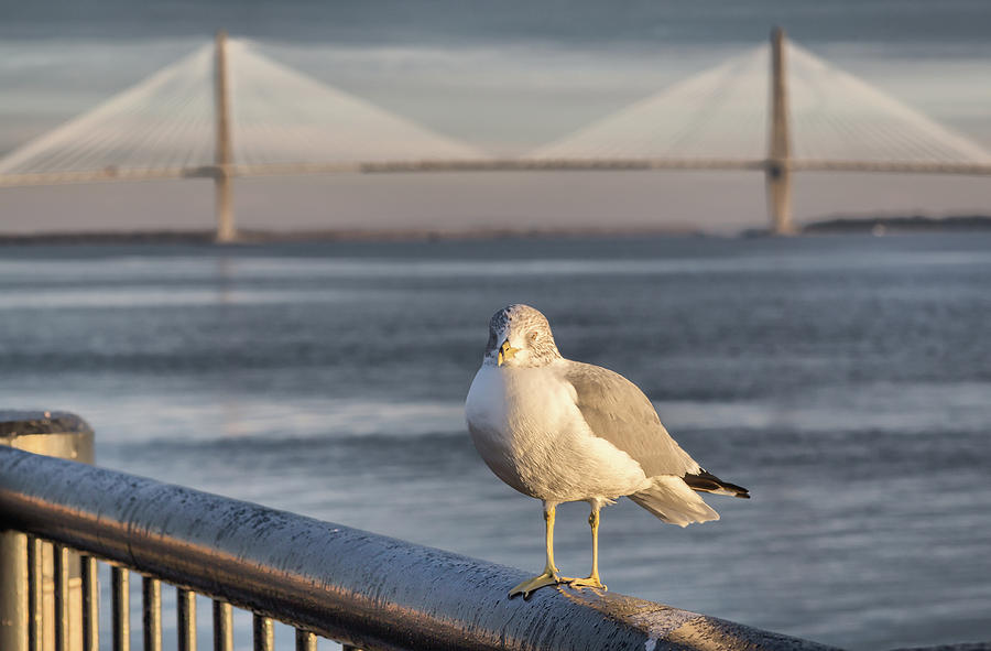 Seagull at Ravenel Bridge Photograph by Lynne Jenkins