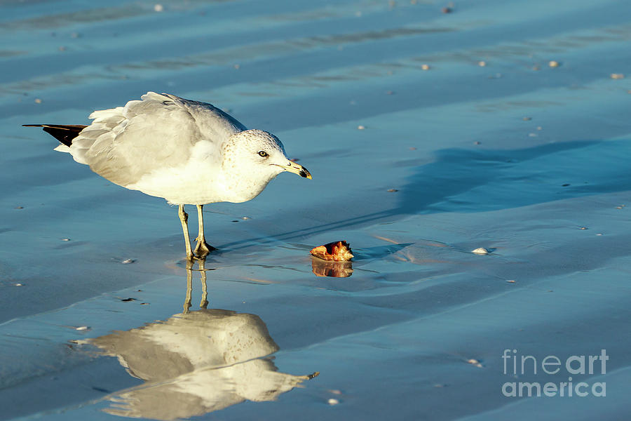 Seagull at Sarasota Beach Photograph by Ben Graham