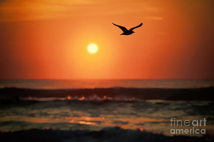 Sunset Photograph - Seagull At Sunrise by Jeff Breiman