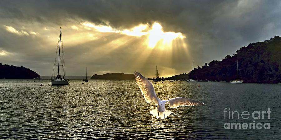 Seagull at Sunrise with Crepuscula Rays. Photograph by Geoff Childs