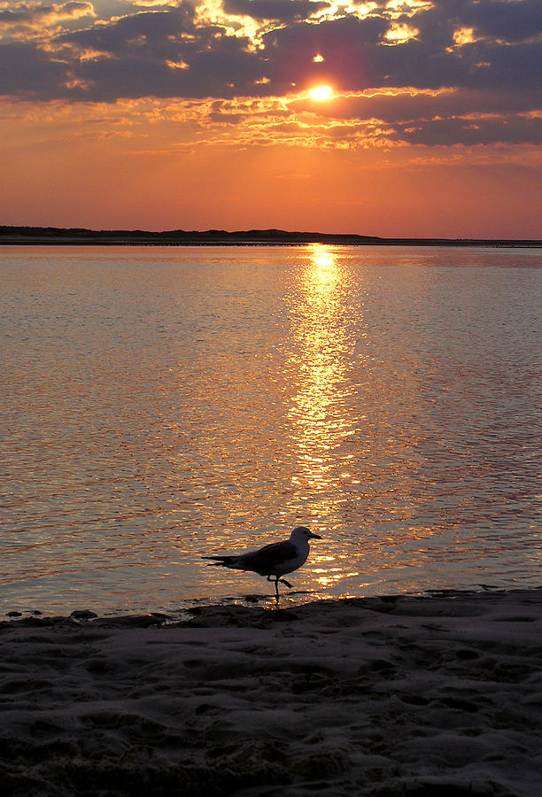 Seagull at Sunset Photograph by Charles Harden