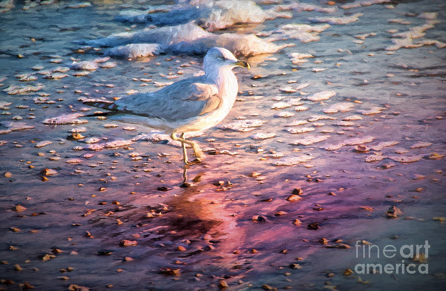 Seagull at Sunset Digital Art by Georgianne Giese