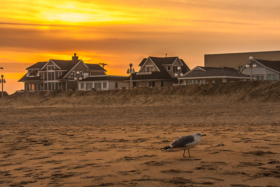 Seagull at Sunset Photograph by Kathleen McGinley