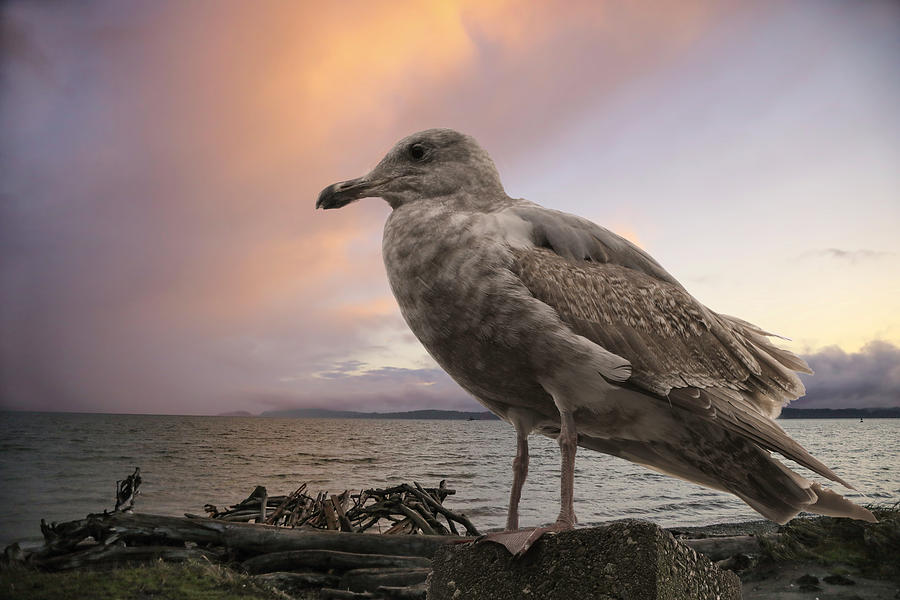 Seagull At Sunset Photograph by Lorraine Baum