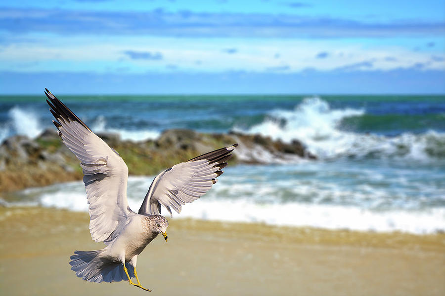 Seagull at the Beach Photograph by TJ Baccari - Fine Art America