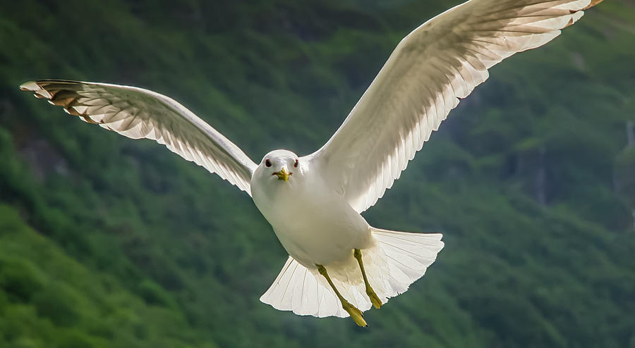 Seagull At The Fjord Photograph