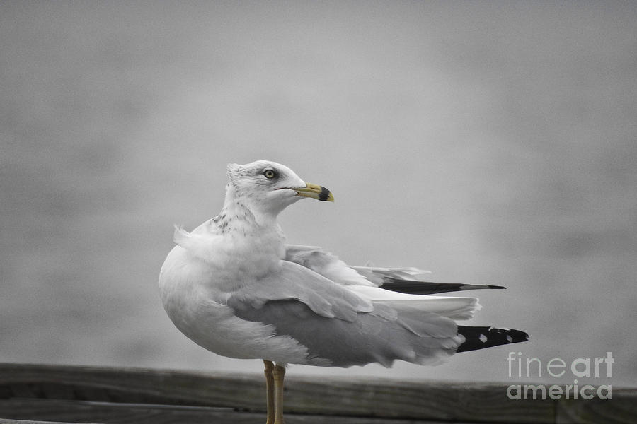 Seagull at the Marina Photograph by Ella Kaye Dickey