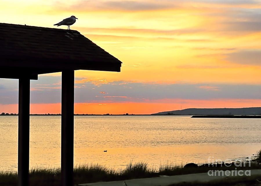 Seagull Photograph - Seagull at Watch by Janice Drew
