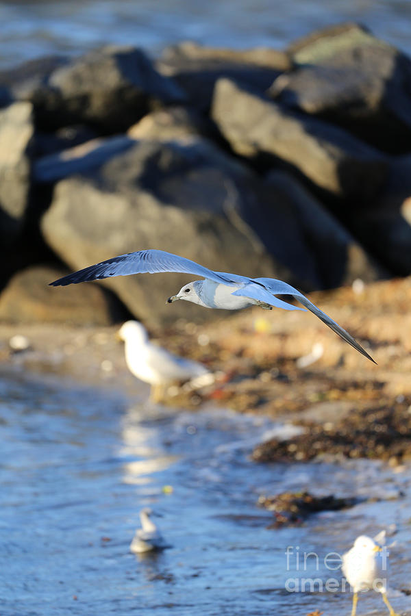 Seagull at Yorktown Beach Photograph by Rachel Morrison
