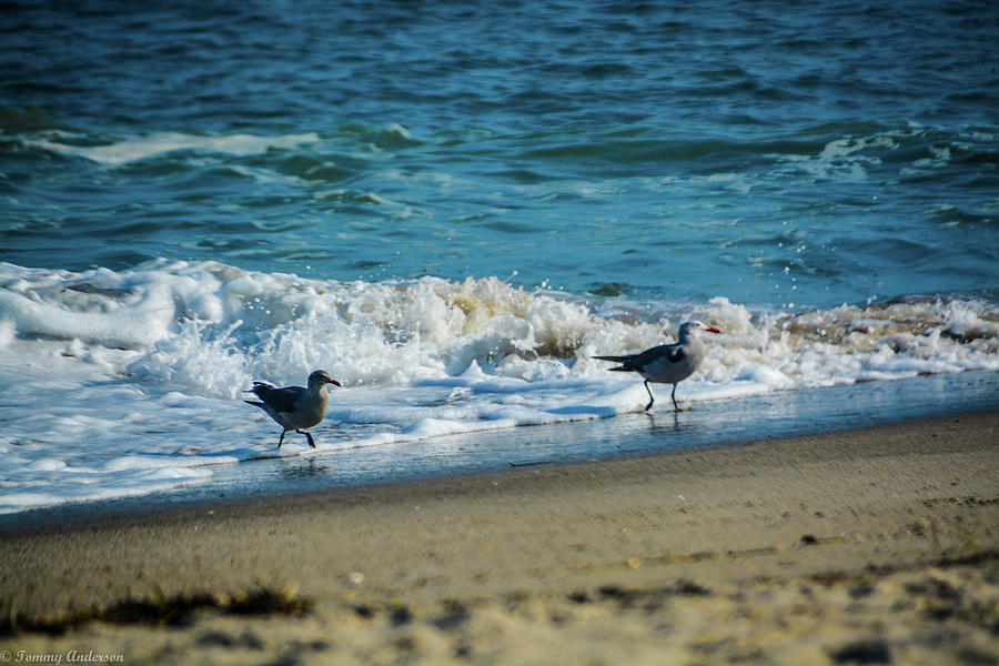 Seagull Photograph - Seagull beach feeding by Tommy Anderson
