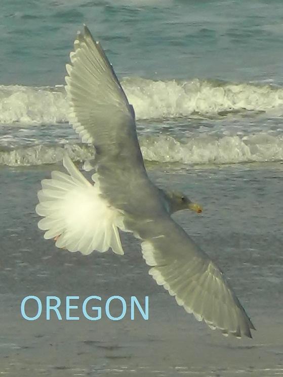 Seagull Beauty Photograph by Gallery Of Hope 