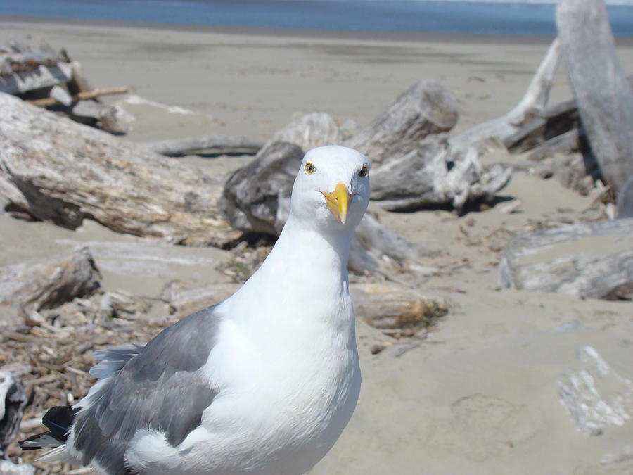 Seagull Photograph - Seagull Bird art prints Coastal Beach Driftwood by Patti Baslee