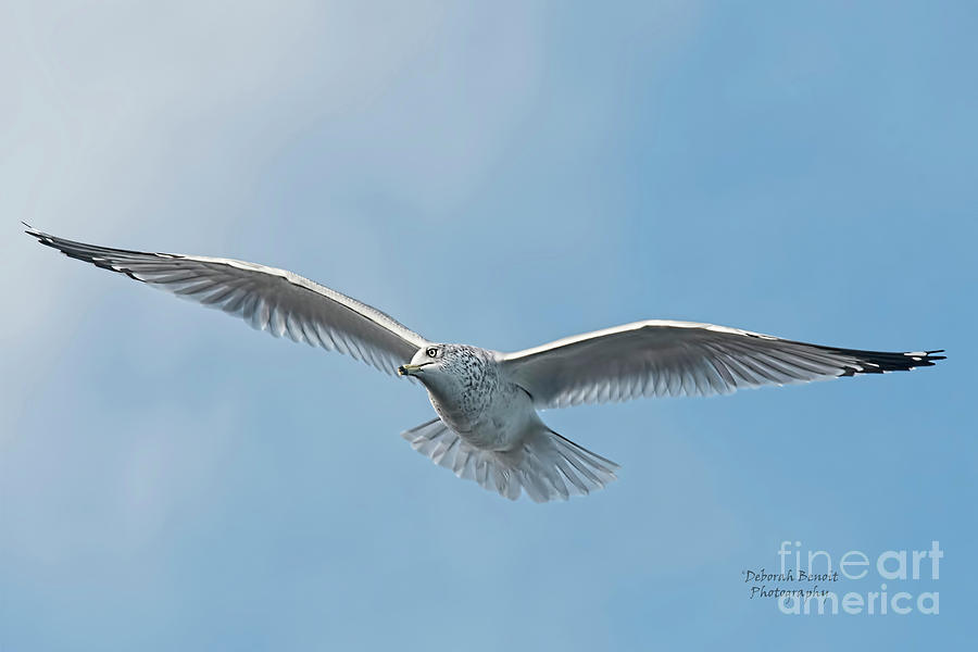 Seagull Blue Sky Photograph by Deborah Benoit