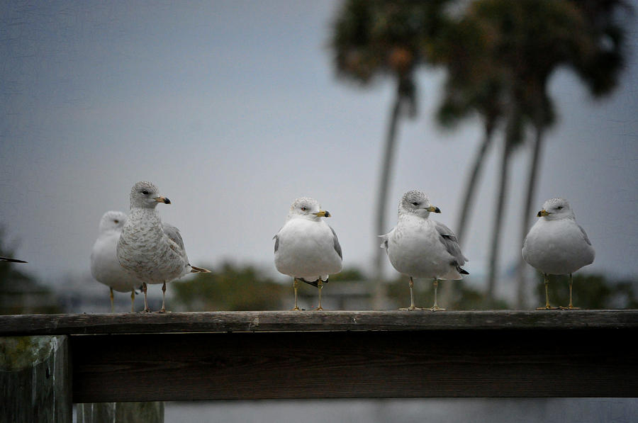 Bird Photograph - Seagull buddies by Debra White