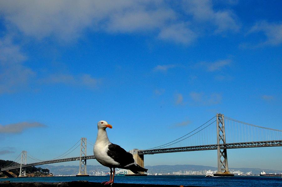 Seagull by the Bay Bridge San Francisco Photograph by Andrew Dinh