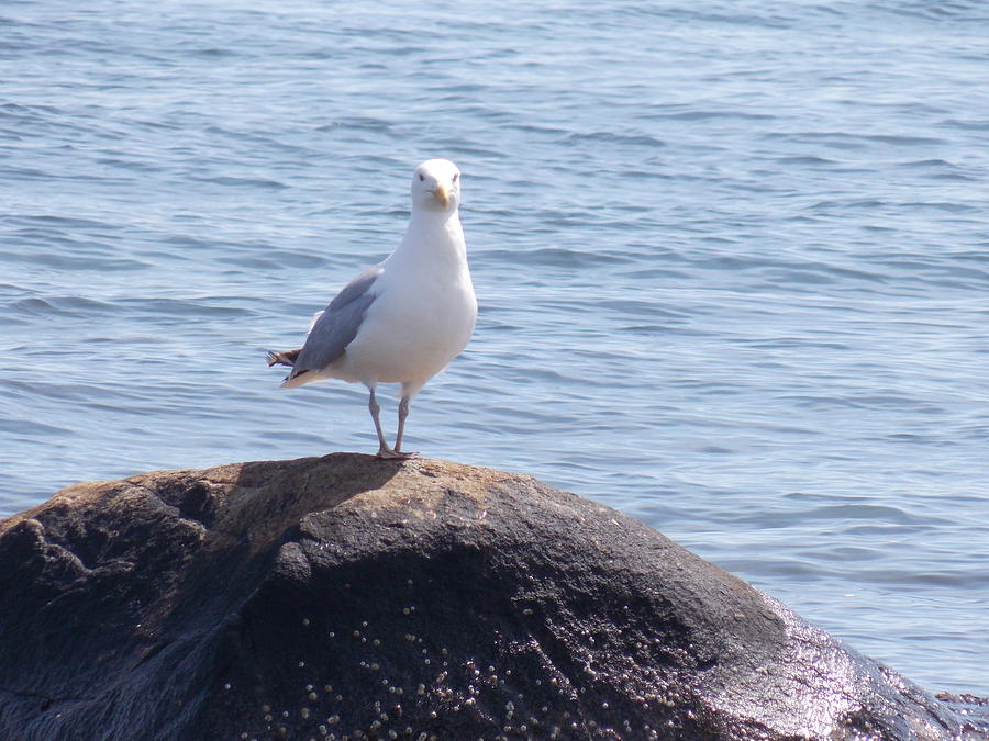 Seagull by the Seashore 1 Photograph by Nina Kindred