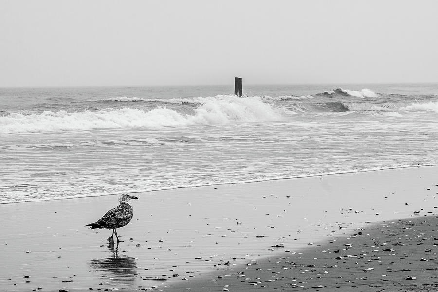 Seagull by the Seashore Photograph by SR Green