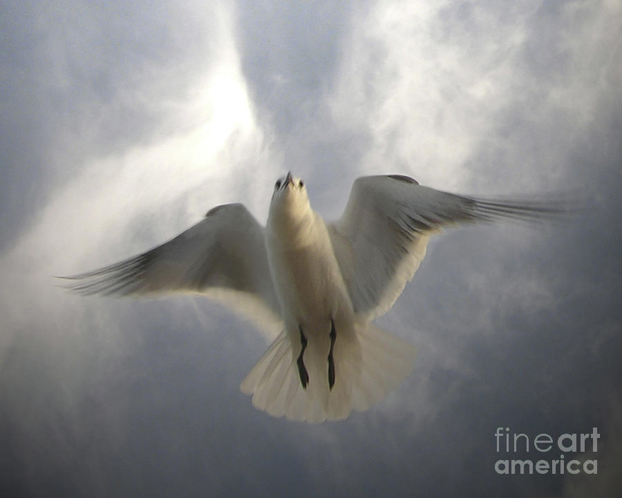 Seagull Photograph - Seagull by Calvin Wehrle