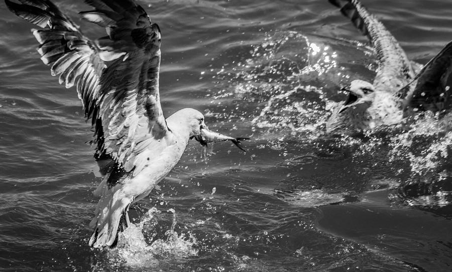 Seagull Catches Fish Photograph
