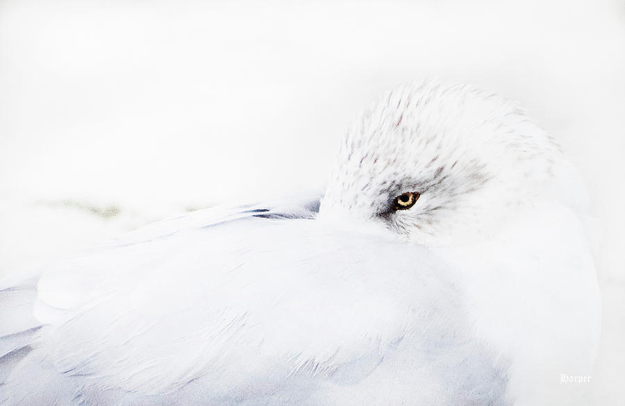 Feather Photograph - Seagull by Cathy Harper