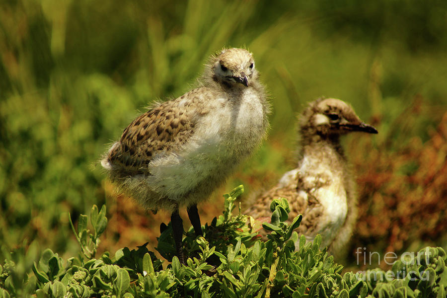 Seagull Chicks Photograph by Cassandra Buckley