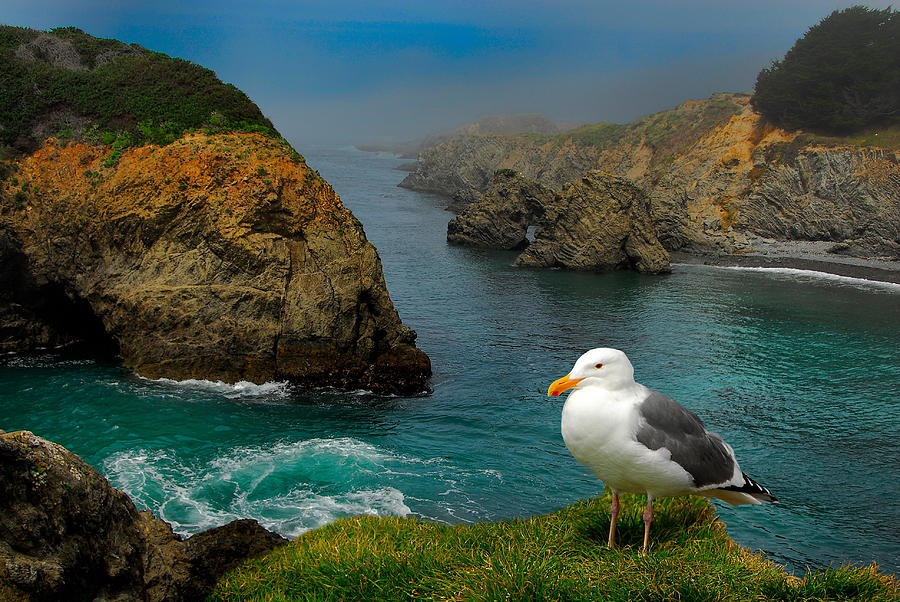 Seagull Coast Photograph by Harry Spitz