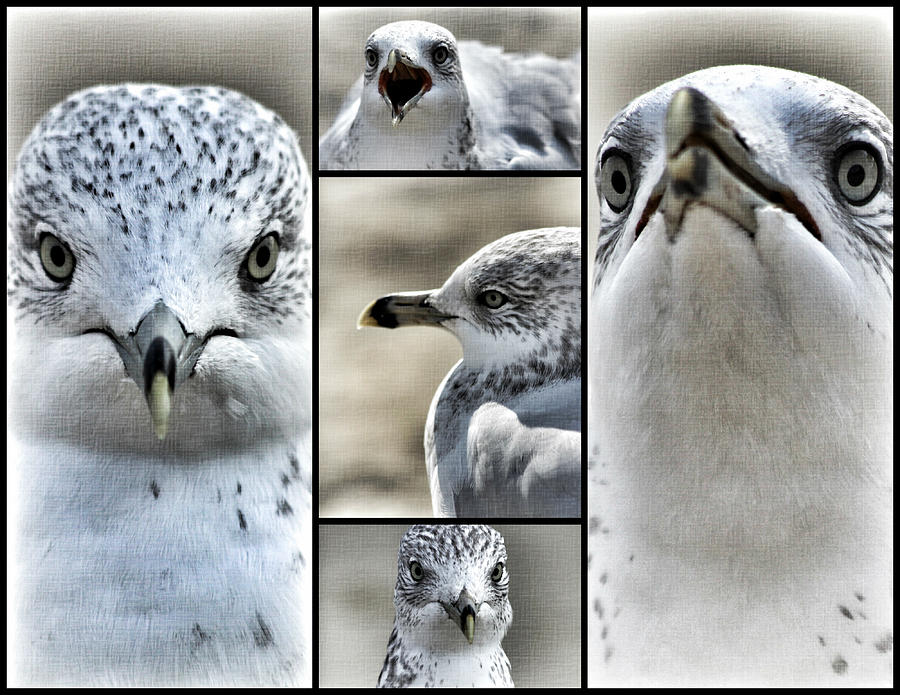 Seagull Collage Photograph by Aurelio Zucco