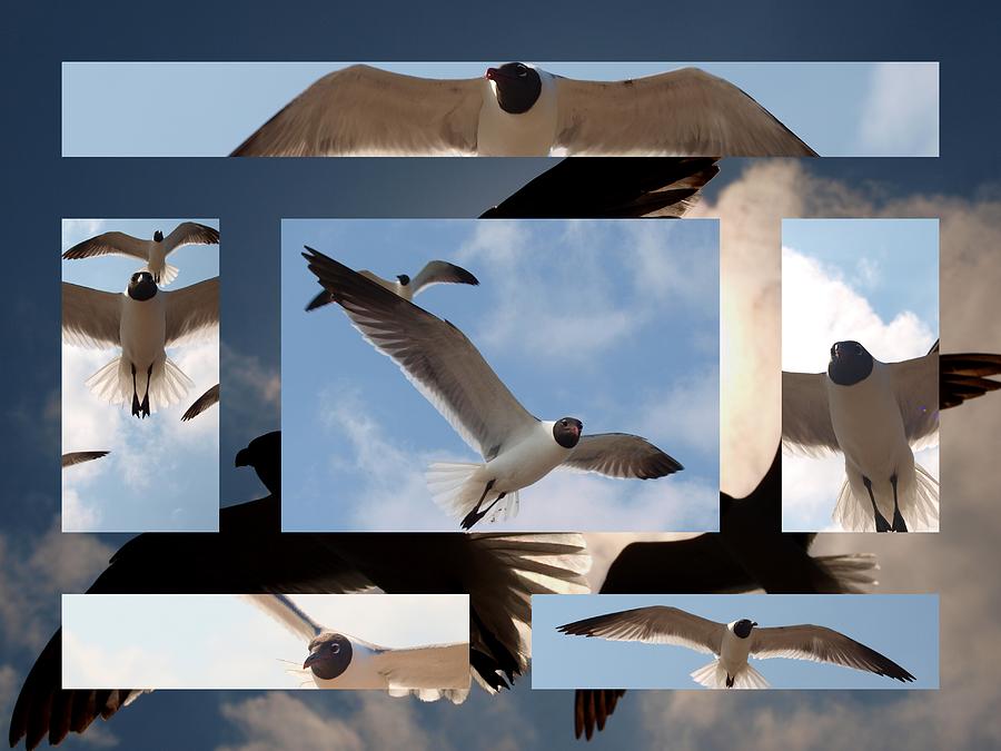 Seagull Collage I Photograph by James Granberry
