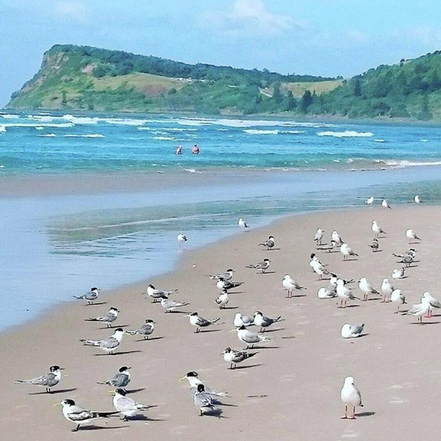 Seagull Conference At The Beach! Photograph by Sally Skennar