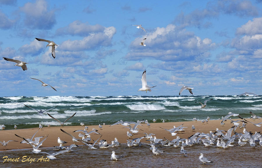 Seagull Convention Photograph by Dick Bourgault