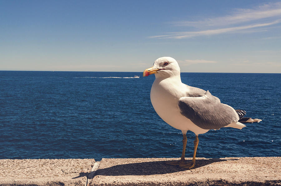 Seagull Photograph - Seagull by Chris Thodd