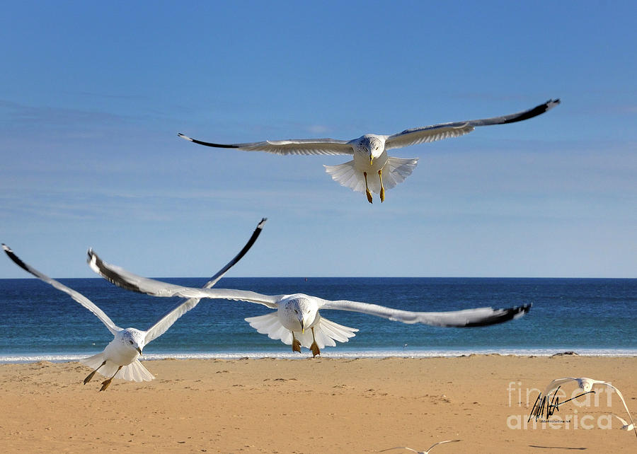 Seagull Dance Photograph by Mark Valentine