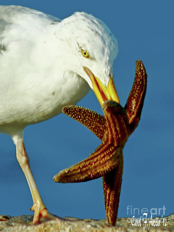 Seagull Dancing with a Starfish Photograph by Carol F Austin