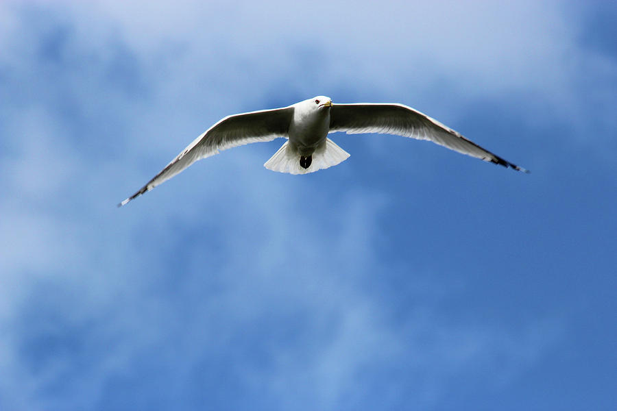 Seagull Photograph by David Stasiak