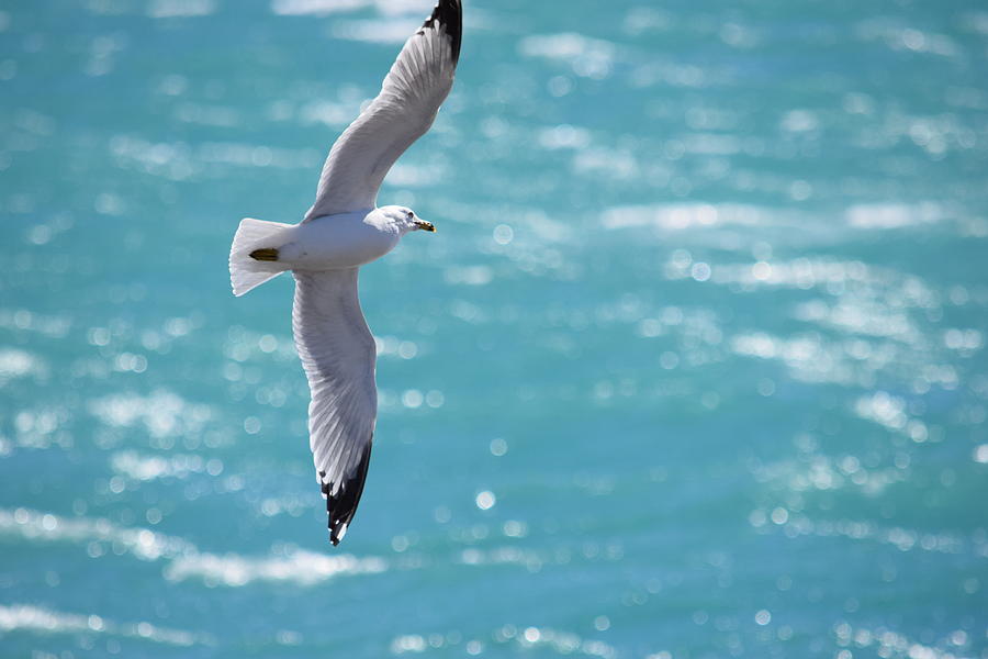Seagull Photograph - Seagull by Deborah Irving