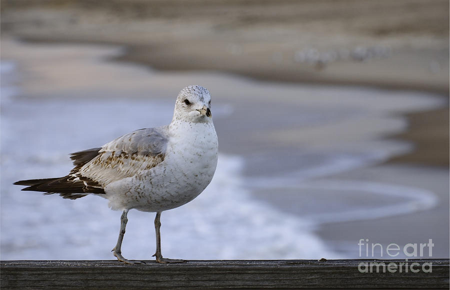 Seagull Photograph by Debra Fedchin