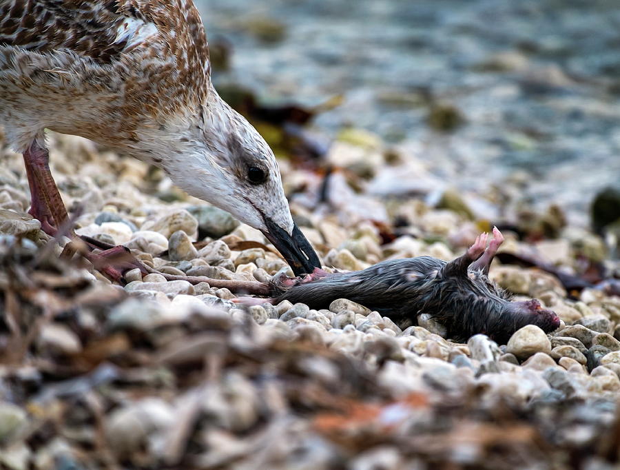 Seagull eating dead rat Photograph by Elenarts - Elena Duvernay photo
