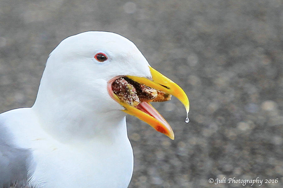 Seagull Eats Starfish Photograph by Juli Ellen